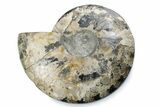 Cut & Polished Ammonite Fossil (Half) - Madagascar #362394-1